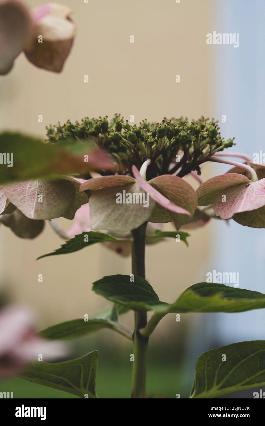 Verblasst, rosa Schildhortensie, Makroaufnahme im Blumengarten Stockfoto
