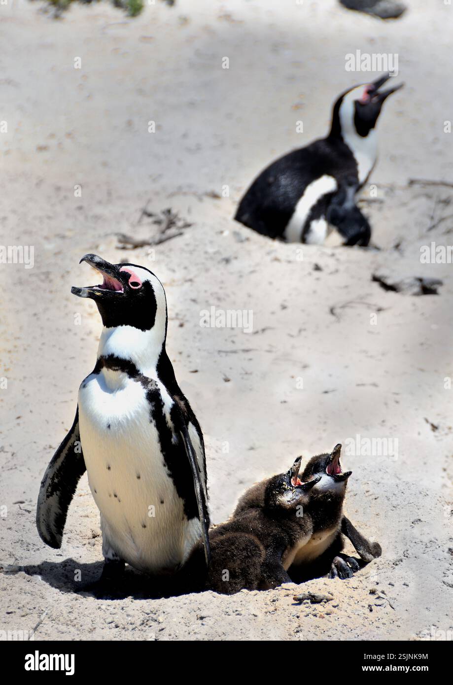 Afrikanischer Pinguin, Spheniscus demersus, Boulders Beach, Simon's Town, Kapstadt, Westkap, Südafrika, Stockfoto