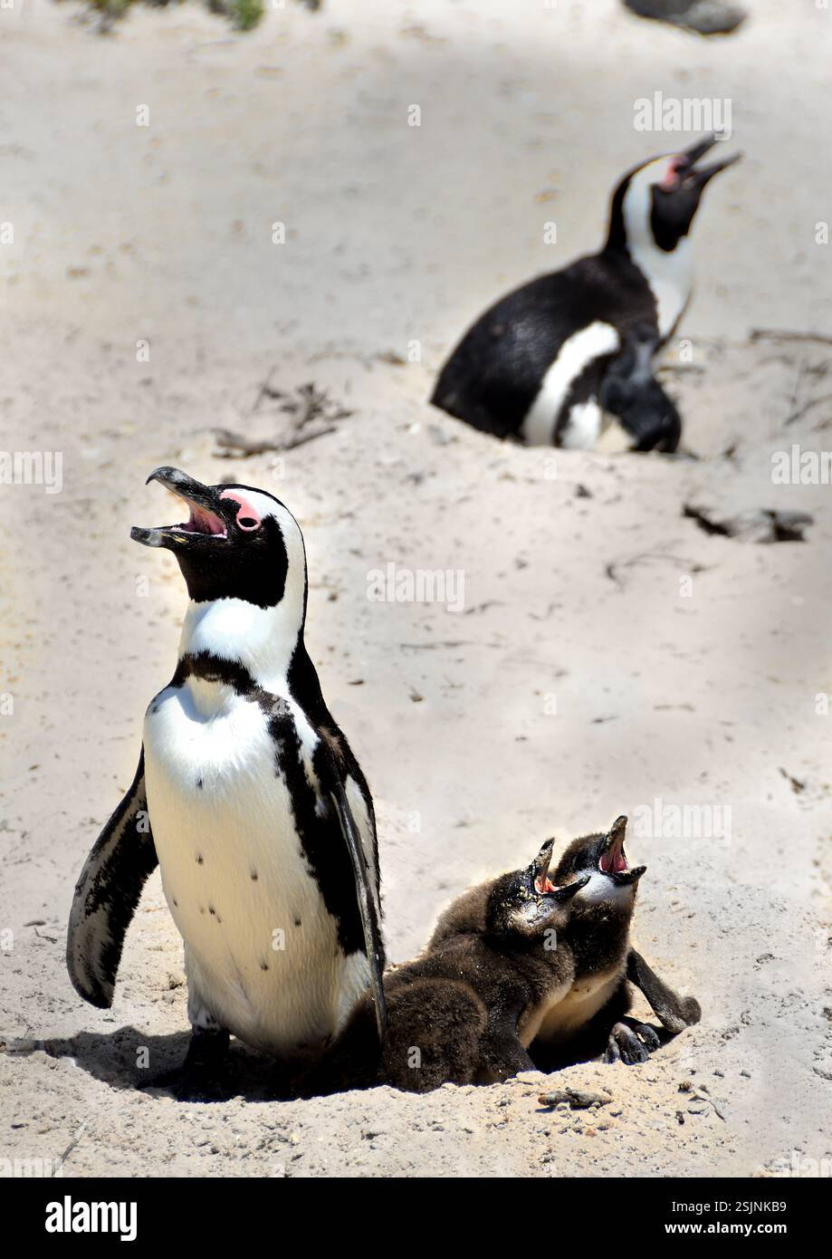 Afrikanischer Pinguin, Spheniscus demersus, Boulders Beach, Simon's Town, Kapstadt, Westkap, Südafrika, Stockfoto