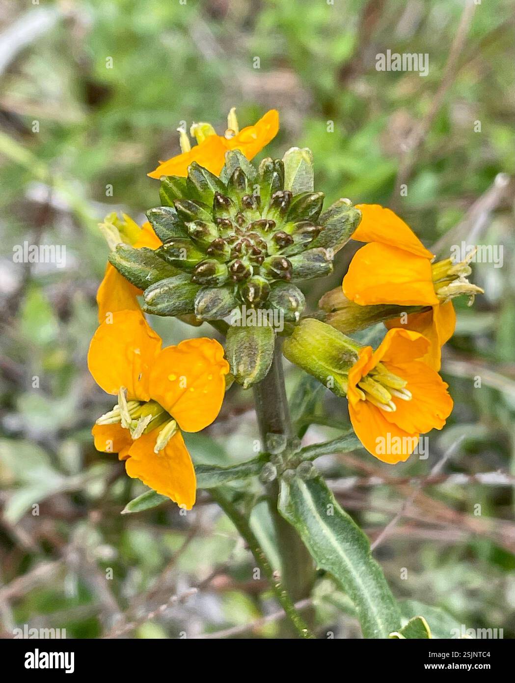 Westliche Wallflower (Erysimum capitatum), Plantae, Hain Wilderness, Paicines, CA, US, Westwallflower (Erysimum capitatum) endemisch in Kalifornien. Es ist eine einheimische, ausdauernde Pflanze aus der Familie der Senfgewächse (Brassicaceae), die auf trockenen, felsigen Hängen und Hängen außerhalb der Küste bis zu 120 cm (47 Zoll) groß wird. Auch Bekannt Als Douglas' Wallflower. Die Blätter sind lang und schlank. Die Blüten sind geblättert, meist orange, manchmal gelb. Peak Bloom: April-Juli. Fruchtschalen (Silique) breiten sich bis zum Aufstieg aus. Calflora listet 4 Unterarten auf. Calflora (mit Artenverteilungskarte in CA) https://www.calflora Stockfoto
