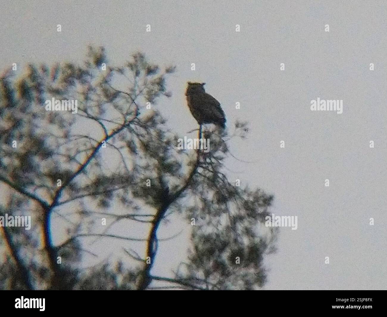 Großhorneule (Bubo virginianus), Aves, Turlock, CA, USA, 2 Erwachsene rufen sich gegenseitig von einem *Cedrus deodara* und *Pistacia chinensis* an. Stockfoto