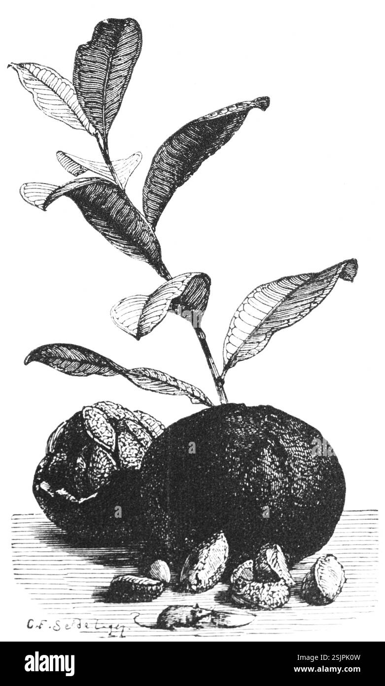 Paranusspflanze (Bertholletia excelsa) und Früchte, Zweig mit Blättern, tropische Früchte, benannt nach dem nordbrasilianischen Bundesstaat Para, Nahrung, reich i Stockfoto