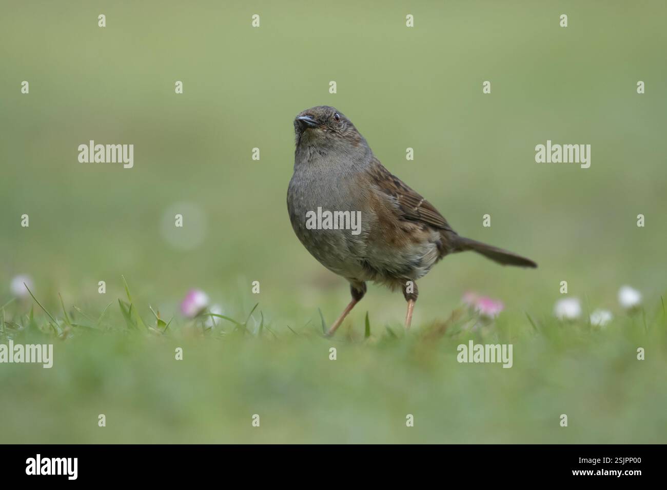 Dunnock oder Hedge Spatrow (Prunella modularis), ausgewachsener Vogel auf einem Gartenrasen, England, Vereinigtes Königreich, Europa Stockfoto