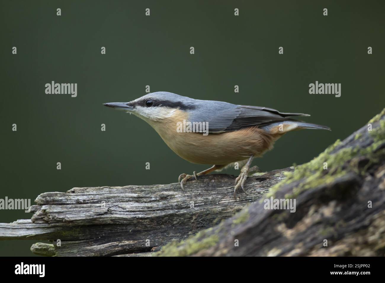 Eurasischer Nackthaar (Sitta europaea) erwachsener Vogel auf einem Baumstumpf in einem Wald, England, Vereinigtes Königreich, Europa Stockfoto