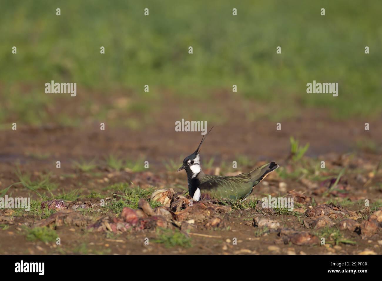 Northern Lapwing (Vanellus vanellus) ausgewachsener Watvogel, der im Frühjahr auf einem Nest auf einem Ackerfeld sitzt, England, Vereinigtes Königreich, Europa Stockfoto