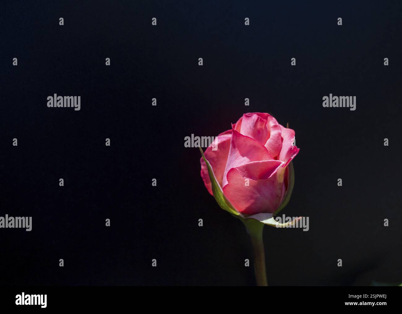 Wunderschöne Rose mit schwarzem Hintergrund Stockfoto