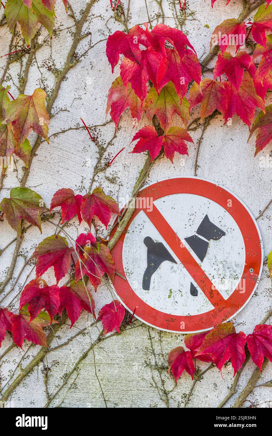 Das Schild „Hunde verboten“ und die Blätter der Wildrebe (Vitis vinifera subsp. Sylvestris) an einer Wand Stockfoto