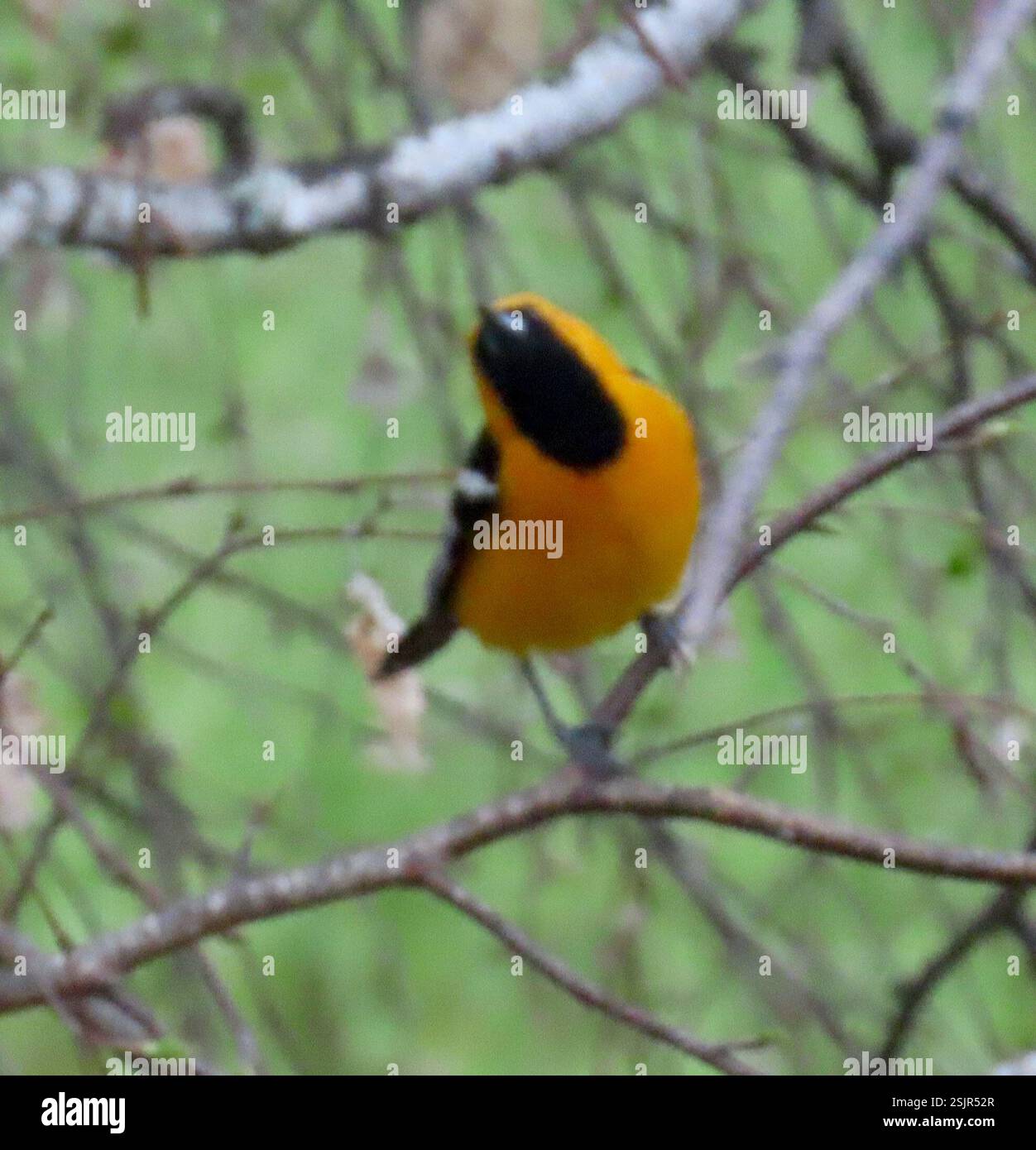 Oriole mit Kapuze (Icterus cucullatus), Aves, Country Park Rd, Salinas, CA, WIR, meine erste Sichtung der wunderschönen Kapuzenauge. In den vergangenen Jahren haben sie sich in der hohen Palme der Straße niedergelassen, wo alte Wedel nicht abgeschnitten werden. Oriole mit Kapuze (Icterus cucullatus) lange, schlanke Oriole mit langem und leicht gebogenem Schnürsenkel. Beide Geschlechter haben weiße Balken auf schwarzen Flügeln. Männliche Zuchttiere sind orange oder orange-gelb als weibliche Tiere. Männchen haben ein schwarzes Lätzchen, das von vorne gesehen oval erscheint. Sie scheinen es zu mögen, Kolibri-Feeder zu besuchen. Sie genießen auch den Nektar von slic Stockfoto