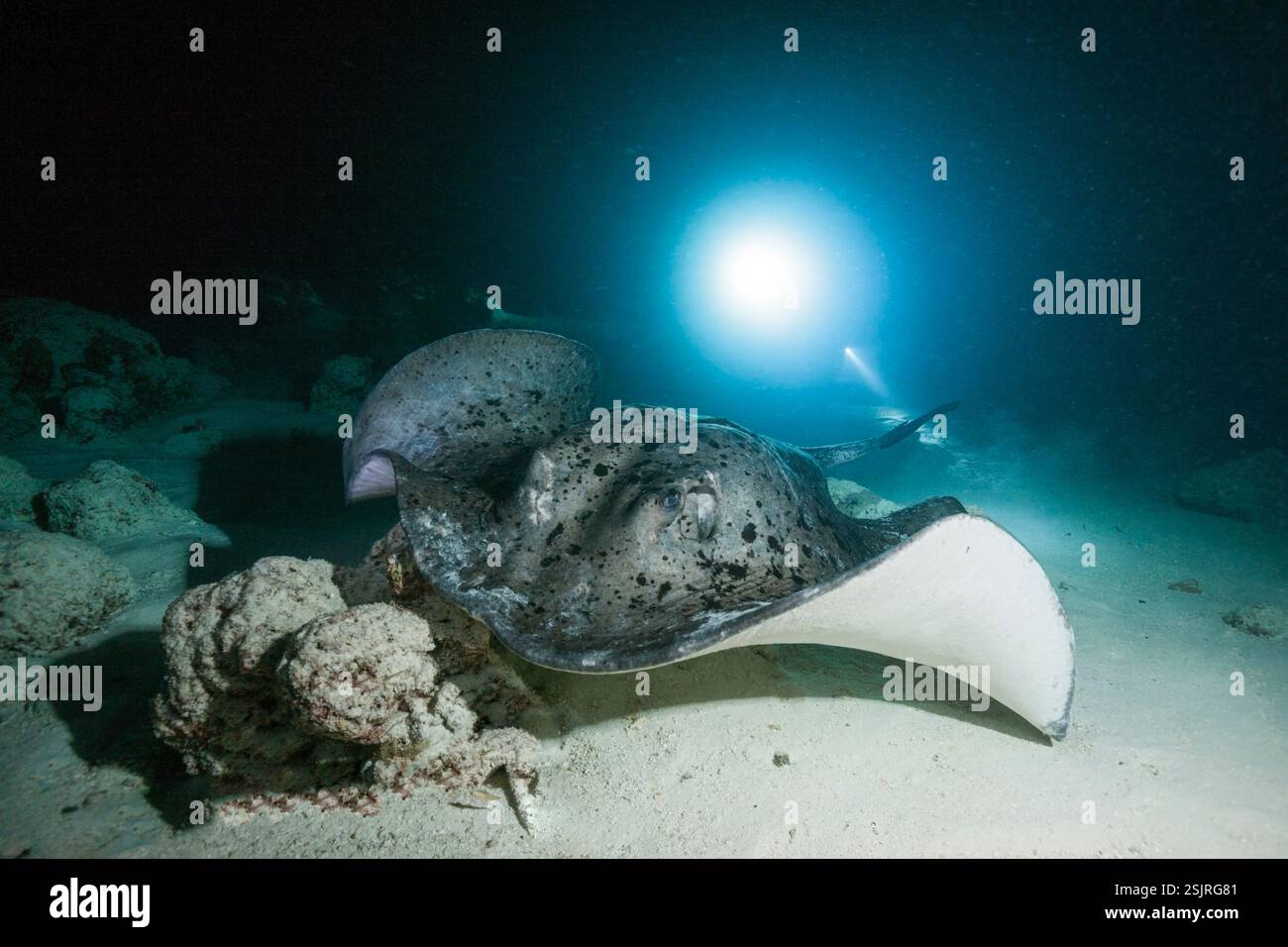 Schwarzfleckenrochen, Taeniura meyeni, Felidhu Atoll, Indischer Ozean, Malediven Stockfoto