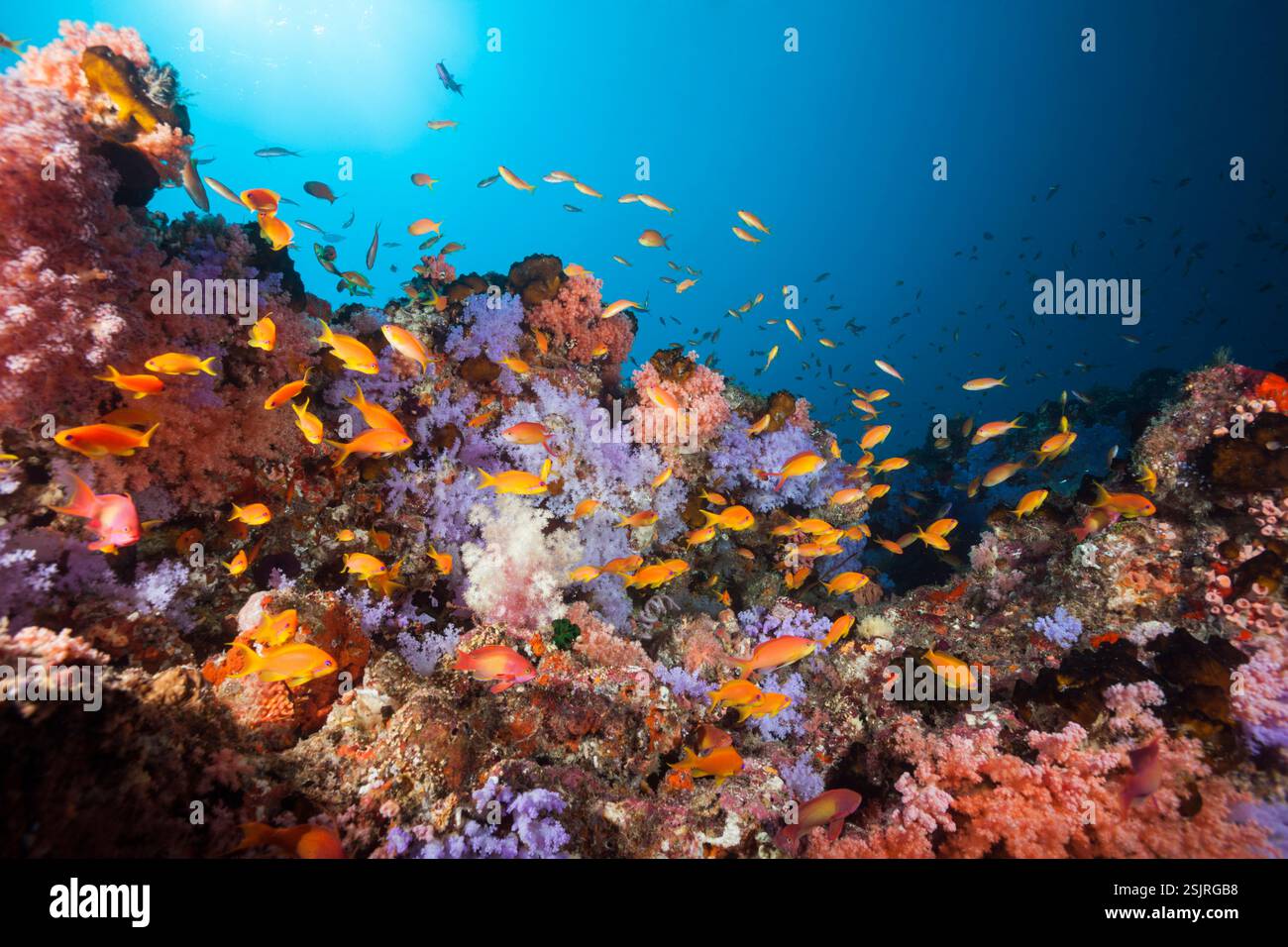 Farbige Coral Reef, Nord Male Atoll, Malediven, Indischer Ozean Stockfoto