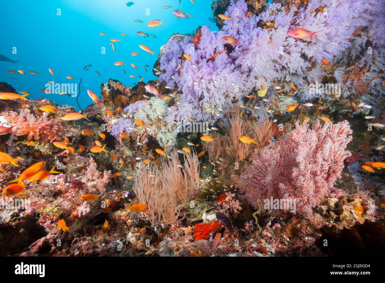 Farbige Coral Reef, Nord Male Atoll, Malediven, Indischer Ozean Stockfoto