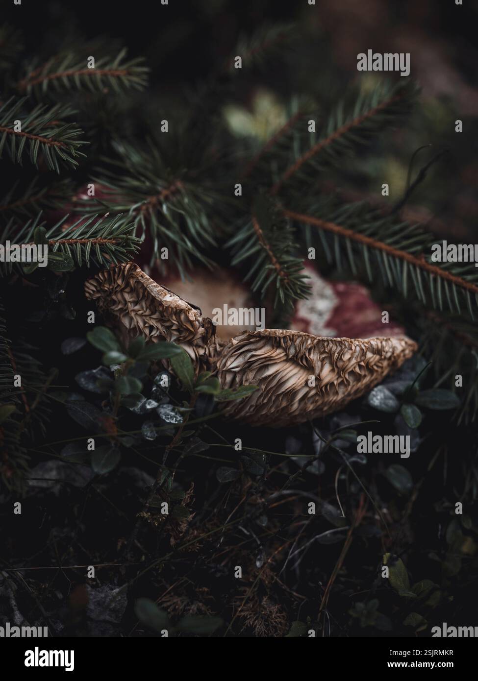 Undefinierter Pilz, Makroaufnahme im Wald Stockfoto