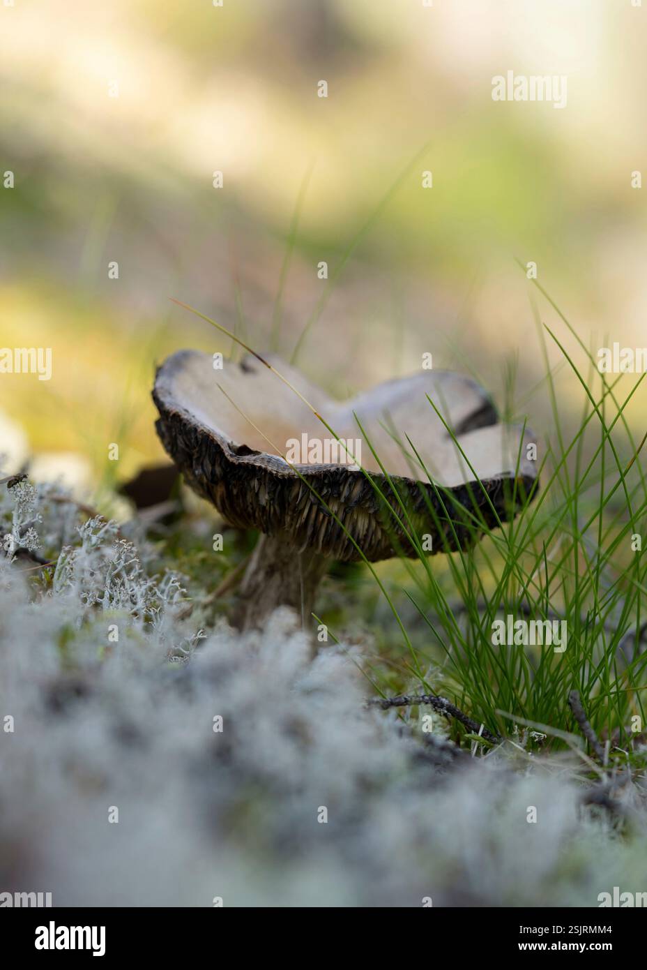 Undefinierter Pilz, Nahaufnahme im Wald Stockfoto