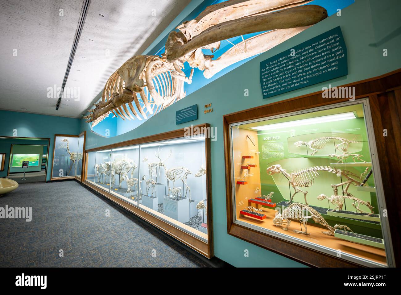 Bone Hall Smithsonian Museum Gray Whale and Nagetier Skelette in Washington DC | WASHINGTON D.C., Vereinigte Staaten – Ein Grau-Walskelett erstreckt sich über die Decke über einem Schaukasten für Nagetiere in der Bone Hall im National Museum of Natural History des Smithsonian und veranschaulicht die große Größe innerhalb der Säugetierklasse. Der Text über dem Kopf erklärt, wie sich die Vorderbeine des Wals zu Flossen entwickelten, während sich die Hinterbeine zu kleinen schwimmenden Knochen reduzierten. Die Sammlung des Saals ist seit 1881 zu sehen. Stockfoto