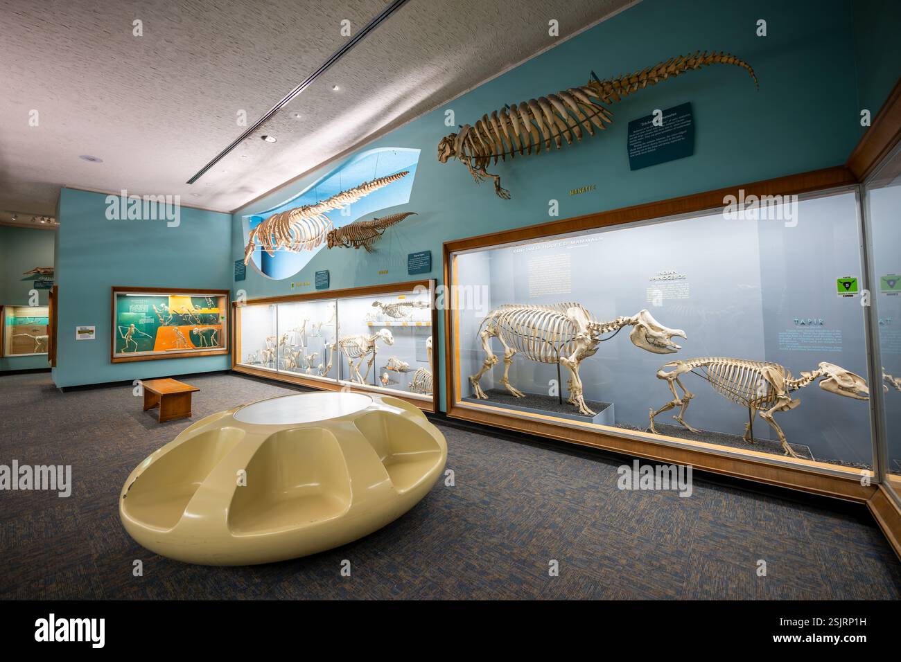 WASHINGTON DC – in der Bone Hall im Smithsonian's National Museum of Natural History werden Exemplare von Hufsäugetieren mit ungewöhnlichen Zehen gezeigt, darunter das indische Nashorn- und Tapirskelett mit einem Seekühe-Skelett. Diese Exemplare sind Teil der historischen Sammlung, die seit 1881 ausgestellt wird, und zeigen evolutionäre Anpassungen sowohl bei terrestrischen als auch bei aquatischen Säugetieren. Stockfoto