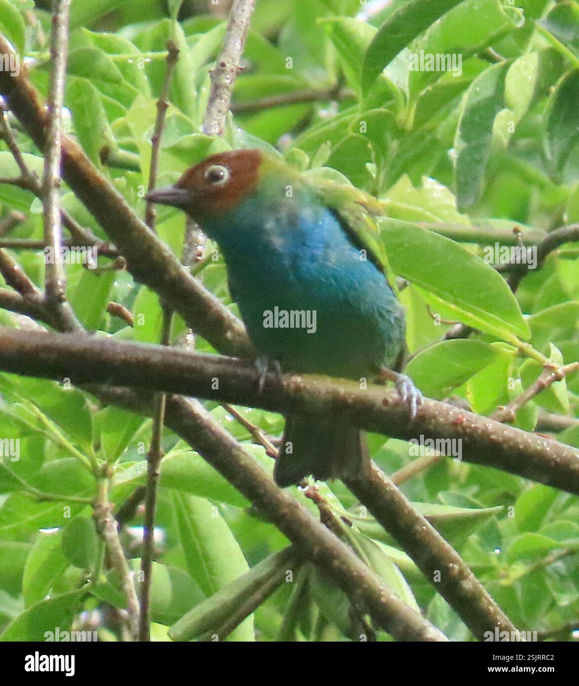 Bay-Head Tanager (Tangara gyrola), Aves, Cocle, PA, Vögel von Kolumbien, von Steven L. Hilty, März 2021 (ausgezeichnete Farbillustrationen, Artenverteilungskarten, QR-Codes) die Familie der Thraupidae hat eine neotropische Verteilung und ist die zweitgrößte Vogelfamilie. Sie macht etwa 4 % aller Vogelarten und 12 % der neotropischen Vögel aus. Es handelt sich meist um farbenfrohe, fruchtfressende Vögel. Tanager sind oft hell gefärbt, aber einige Arten sind schwarz-weiß. Männchen sind typischerweise heller gefärbt als Weibchen und Jungtiere. Die meisten Tanager haben kurze, abgerundete Flügel. Die Form des Stockfoto