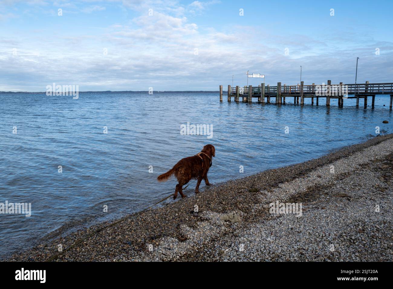 Deutschland, Bayern, Chiemsee, Fraueninsel, Hund am Ufer Stockfoto