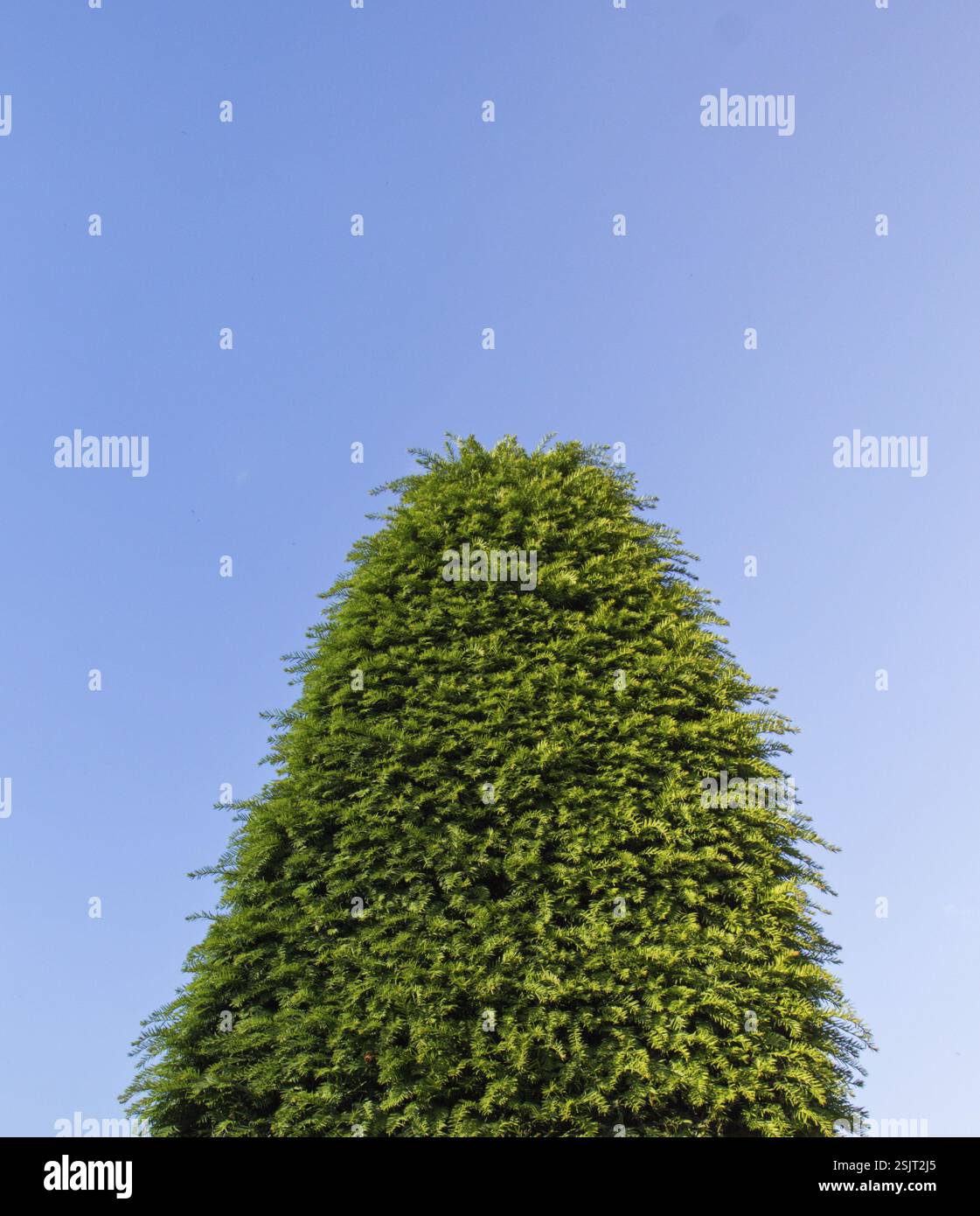 Junge grüne Baum wächst in der Natur Stockfoto