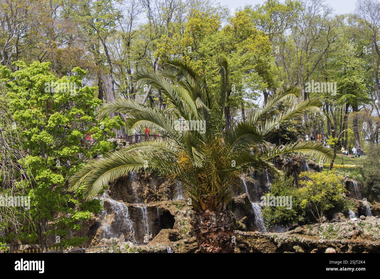 Junge grüne Baum wächst in der Natur Stockfoto