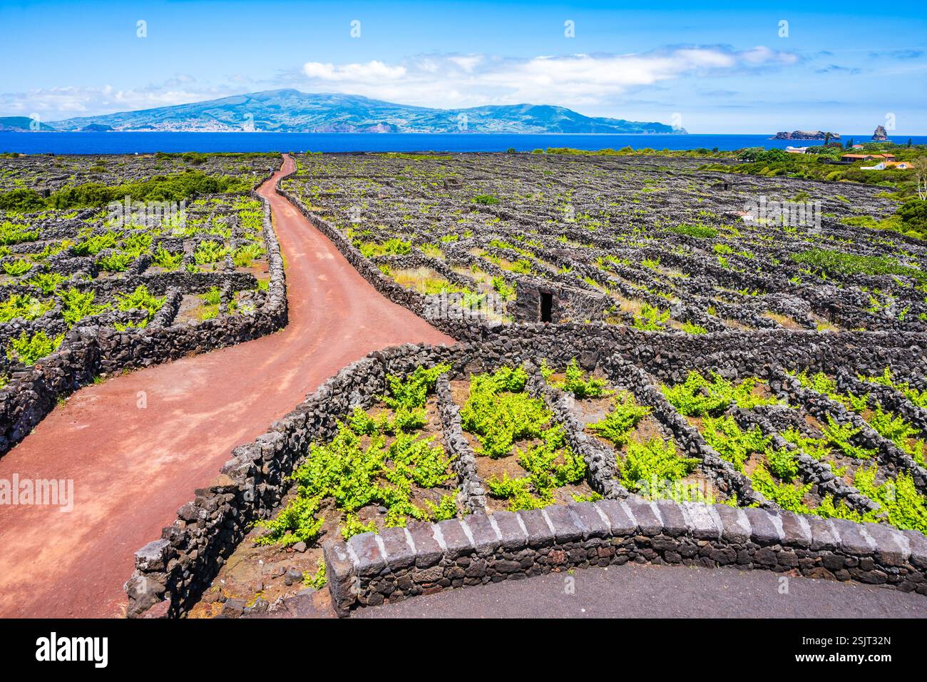 Weinbergkultur zwischen vulkanischen Felsen und unbefestigten Straßen, Insel Pico, Azoren, Portugal Stockfoto