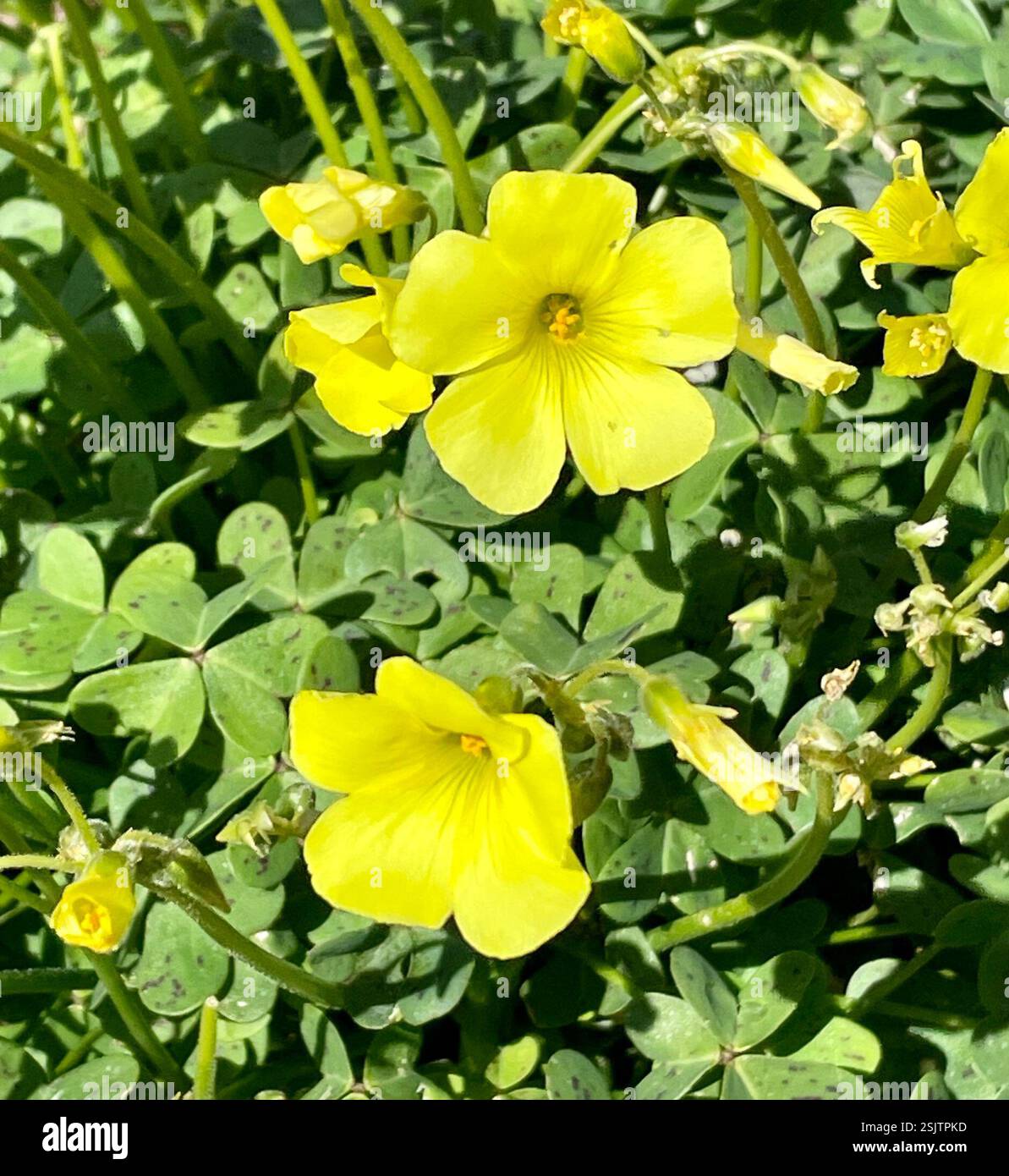 5 blttrige blten -Fotos und -Bildmaterial in hoher Auflsung  Alamy