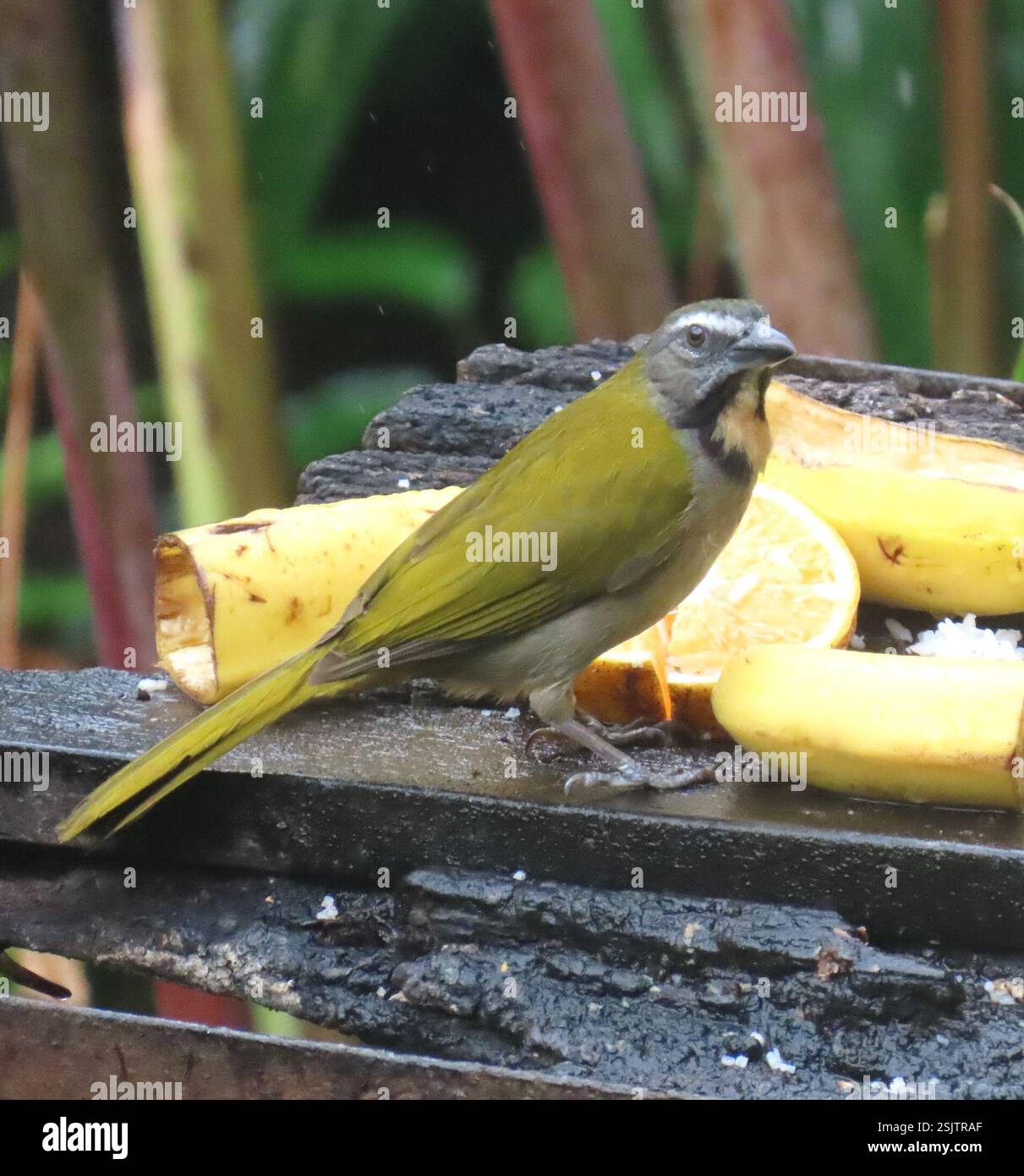 Buff-throated Salator (Saltator maximus), Aves, Anton's Valley, Cocle, PA, Birds of Colombia, von Steven L. Hilty, März 2021 (ausgezeichnete Farbdarstellungen, Artenverteilungskarten, QR-Codes) die Familie der Thraupidae hat eine neotropische Verteilung und ist die zweitgrößte Vogelfamilie. Sie macht etwa 4 % aller Vogelarten und 12 % der neotropischen Vögel aus. Es handelt sich meist um farbenfrohe, fruchtfressende Vögel. Tanager sind oft hell gefärbt, aber einige Arten sind schwarz-weiß. Männchen sind typischerweise heller gefärbt als Weibchen und Jungtiere. Die meisten Tanager haben kurze, abgerundete W Stockfoto