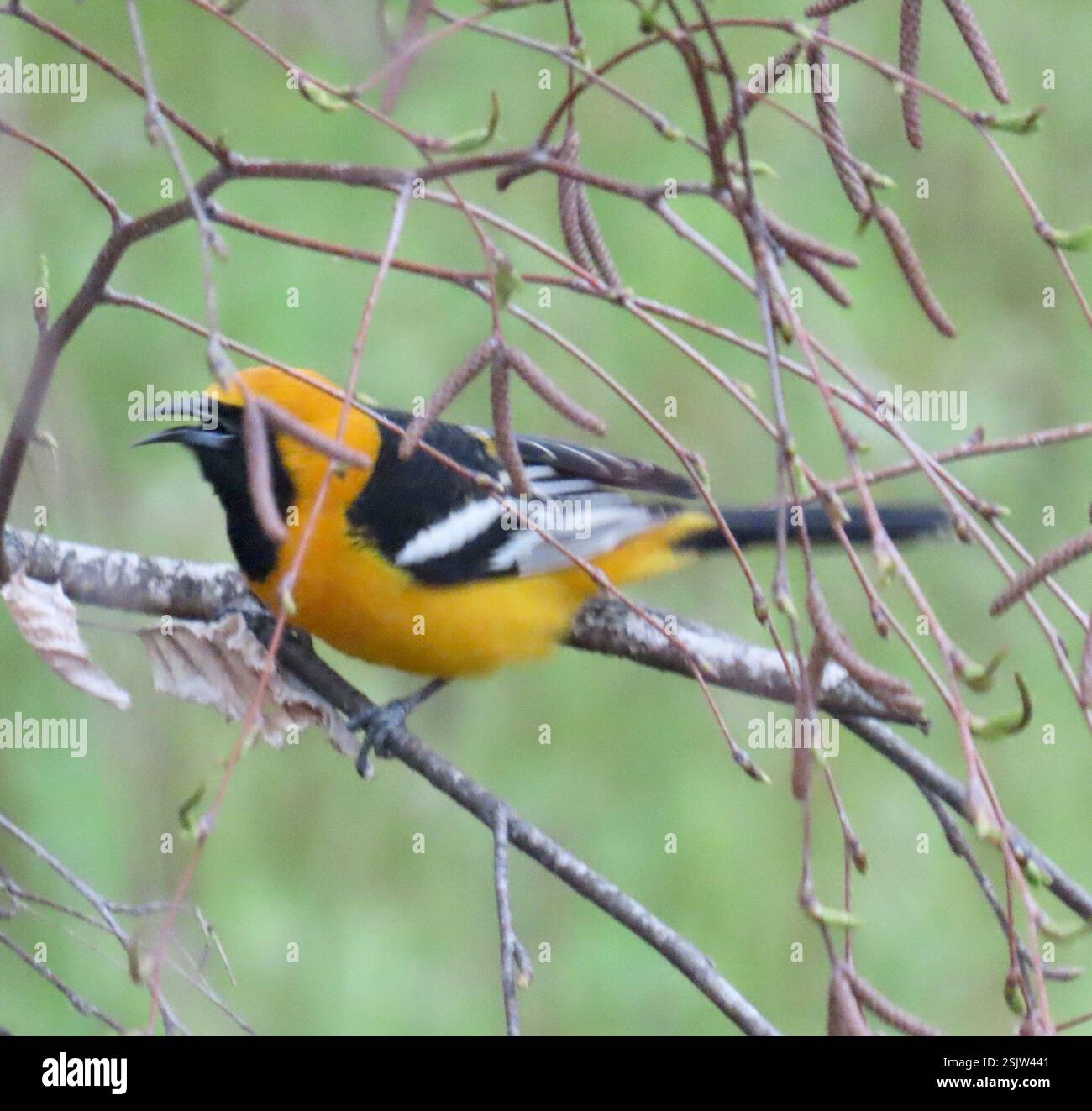 Oriole mit Kapuze (Icterus cucullatus), Aves, Country Park Rd, Salinas, CA, WIR, meine erste Sichtung der wunderschönen Kapuzenauge. In den vergangenen Jahren haben sie sich in der hohen Palme der Straße niedergelassen, wo alte Wedel nicht abgeschnitten werden. Oriole mit Kapuze (Icterus cucullatus) lange, schlanke Oriole mit langem und leicht gebogenem Schnürsenkel. Beide Geschlechter haben weiße Balken auf schwarzen Flügeln. Männliche Zuchttiere sind orange oder orange-gelb als weibliche Tiere. Männchen haben ein schwarzes Lätzchen, das von vorne gesehen oval erscheint. Sie scheinen es zu mögen, Kolibri-Feeder zu besuchen. Sie genießen auch den Nektar von slic Stockfoto