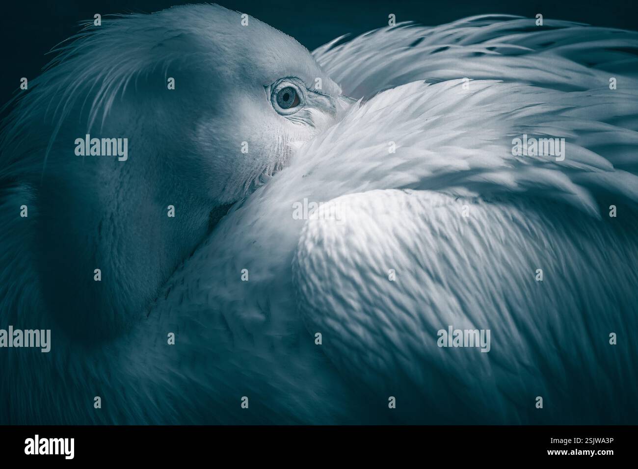 Großer weißer Vogel, großer weißer Vogel mit dem Kopf unter den Flügeln, hübsche weiße Feder, weißer Vogel, Foto des weißen Vogels, Vogelfotografie, Vogelkunst Stockfoto