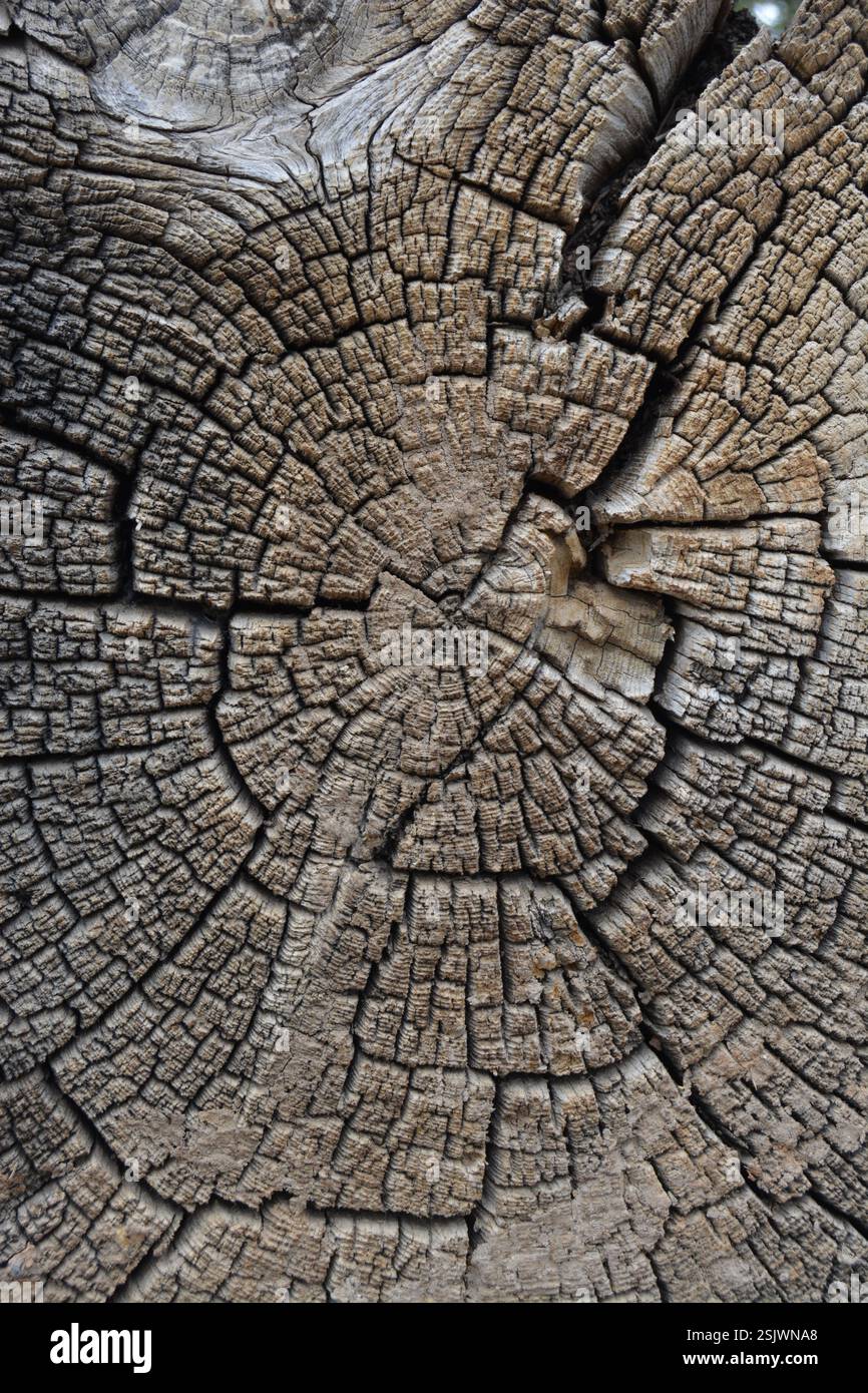 Rissmuster Aus Natürlichem Holz Stockfoto