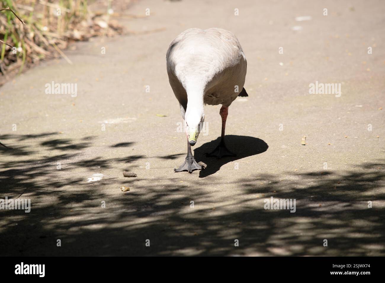 Die Kapbarren-Gans ist eine sehr große, hellgraue Gans mit einem relativ kleinen Kopf. Es hat Reihen großer dunkler Flecken in Linien über den Schultern und Stockfoto