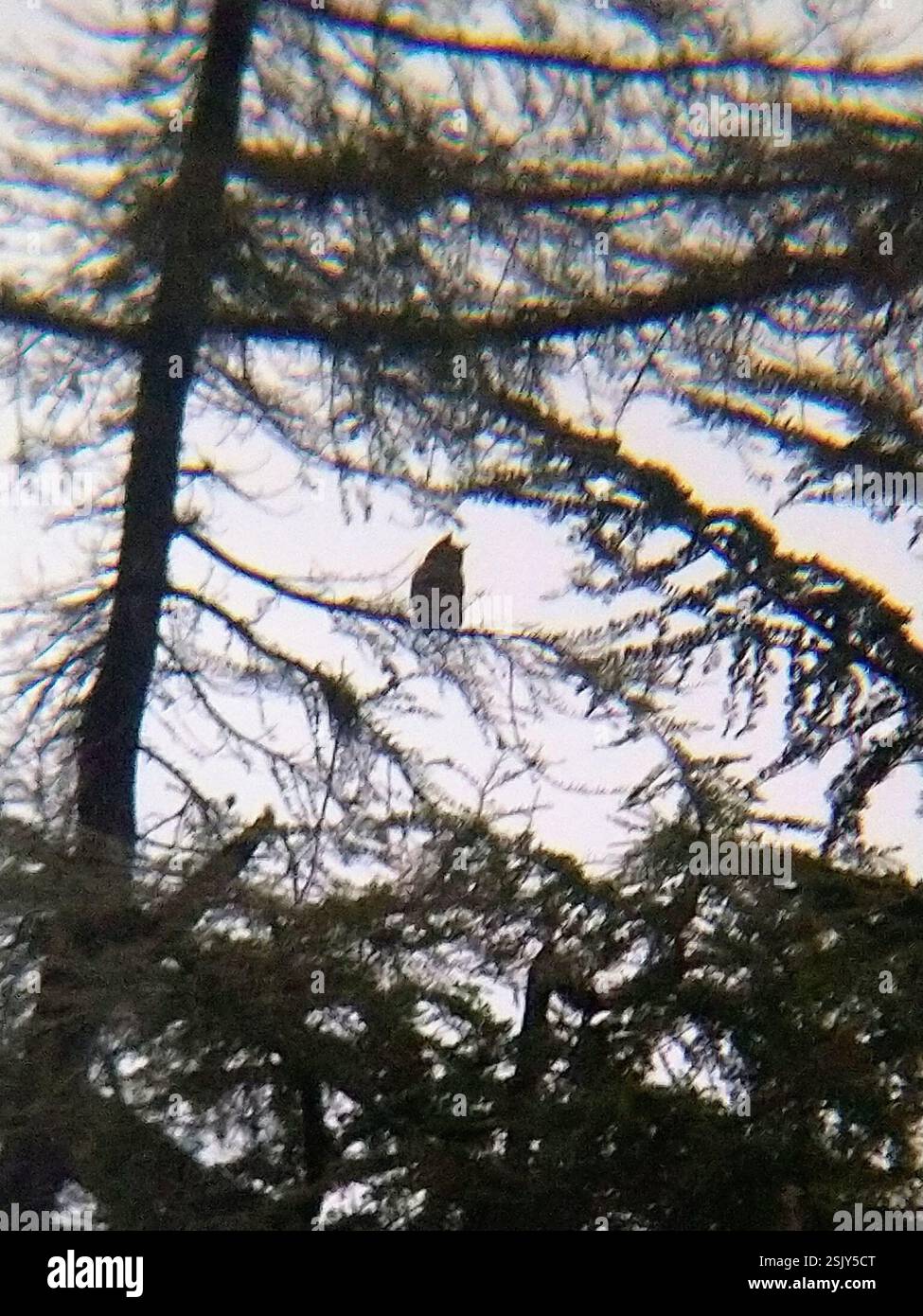 Großhorneule (Bubo virginianus), Aves, Turlock, CA, USA, 2 Erwachsene rufen sich gegenseitig von einem *Cedrus deodara* und *Pistacia chinensis* an. Stockfoto