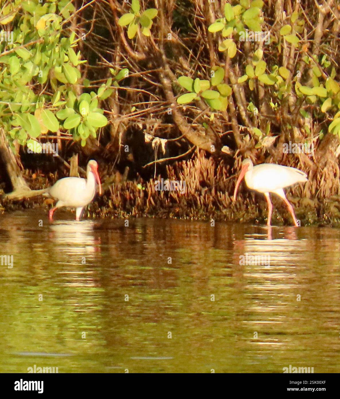 White Ibis (Eudocimus albus), Aves, Matanzas, CU, zwei White Ibis, die entlang der Mangrovenküste auf der Suche sind. White Ibis (Eudocimus albus) Coco Blanco auf kubanischem Spanisch. Erwachsene sind weiß mit schwarzen Flügelspitzen, haben rosa Gesichtshaut, langen roten entwölbten Schnabel und rosa-rote Beine. Immaturen sind halb braun, halb weiß. Futter in Salzwiesen und flachen Feuchtgebieten, oft in Herden. Im Flug fliegt er schnell und gleitet dann auf den gebogenen Flügeln E Bird https://ebird.org/explore und https://ebird.org/species/whiibi/ Audubon Guide to North American Birds https://www.audubon.org/field-guide/bird/white-ibis National Stockfoto