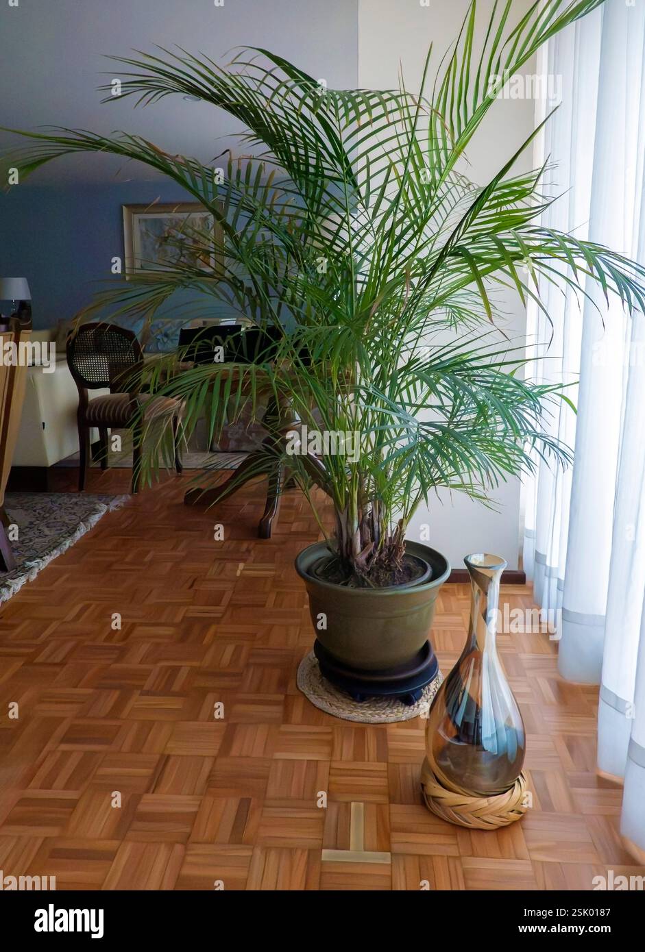 Haus Pflanze im Topf zu Hause Stockfoto