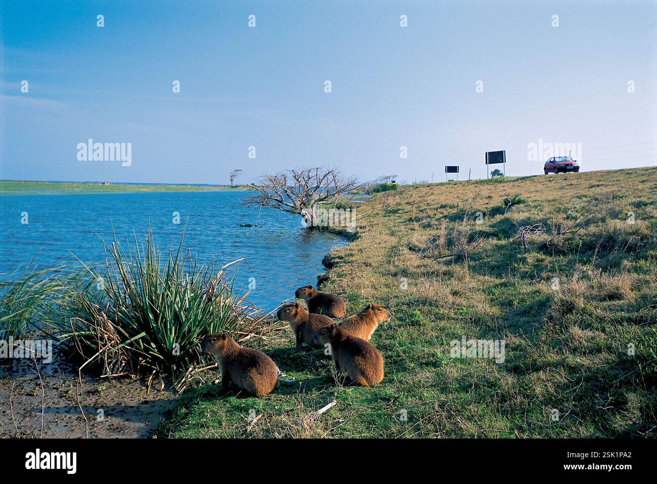 Eine Herde von Capybaras (das größte lebende Nagetier) sonnt sich an der Straße BR-471, die die ökologische Station Taim (Portugiesisch: Estacao Ecologica do Taim) überquert, eine föderal verwaltete ökologische Station im brasilianischen Bundesstaat Rio Grande do Sul. Stockfoto