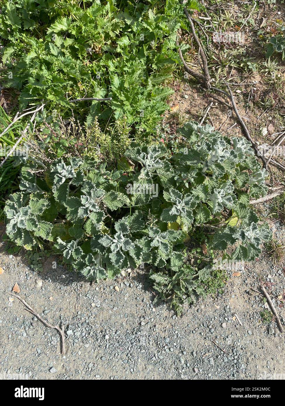 Weißer Andorhund (Marrubium vulgare), Plantae, Monaña de Oro State Park, Los Osos, CA, USA, werden die Pflanzen entlang des Weges am Montaña Del Oro Pfad angebaut? Die Schilder zeigten nur, dass sie Eispflanzen herausgerissen hatten, nicht, ob sie explizit Eingeborene gepflanzt hatten. Stockfoto