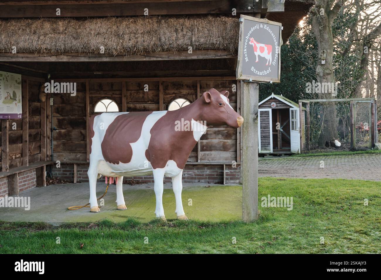 2. Februar 2025: Echten, Niederlande: Eine lebensgroße Kuhstatue steht in einem hölzernen Bauernhaus mit Strohdach, Teil einer lehrreichen Milchstraße Stockfoto