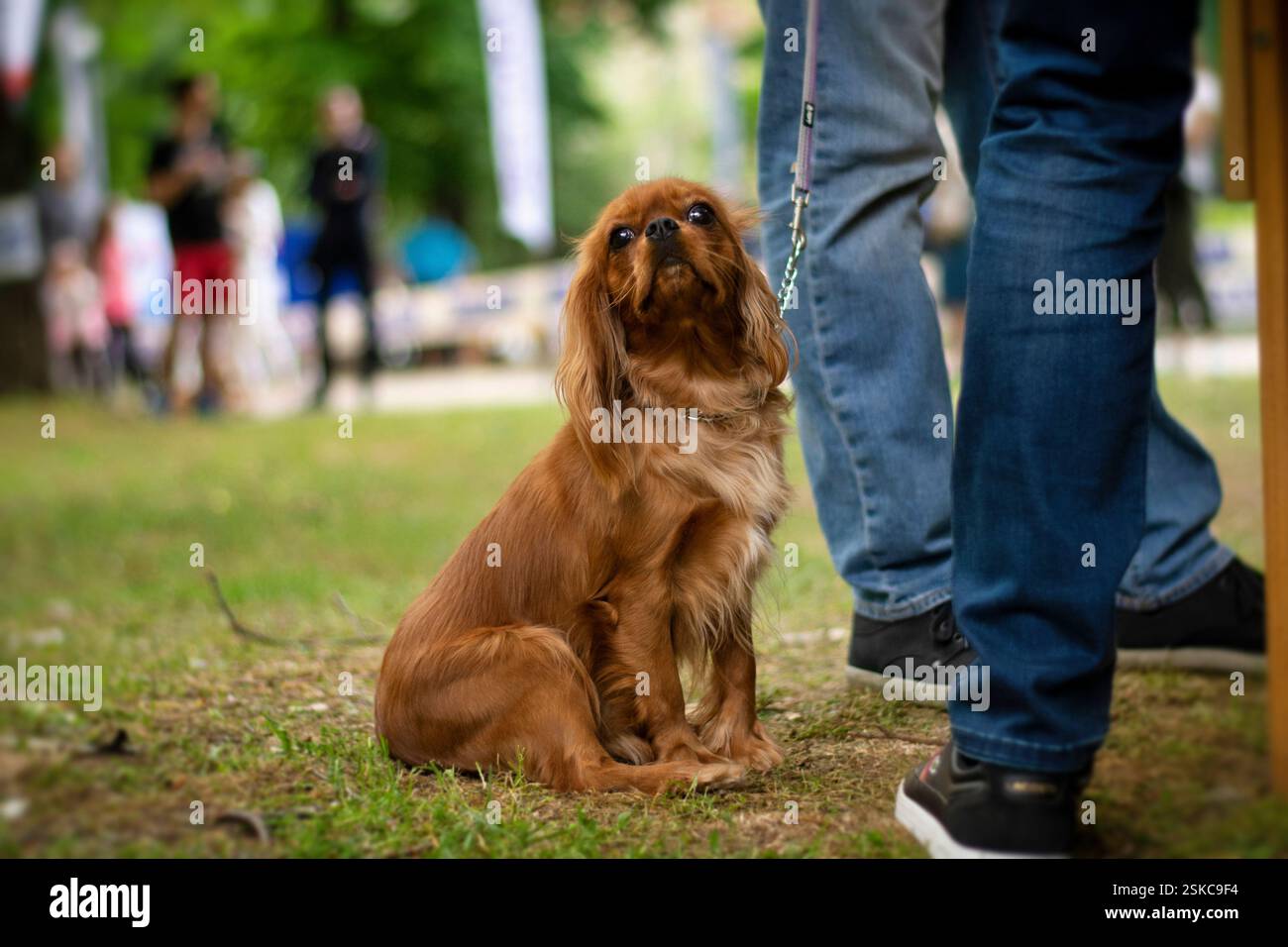 Cavalier King Charles Spaniel sitzt stolz bei seinem Besitzer im Park Stockfoto