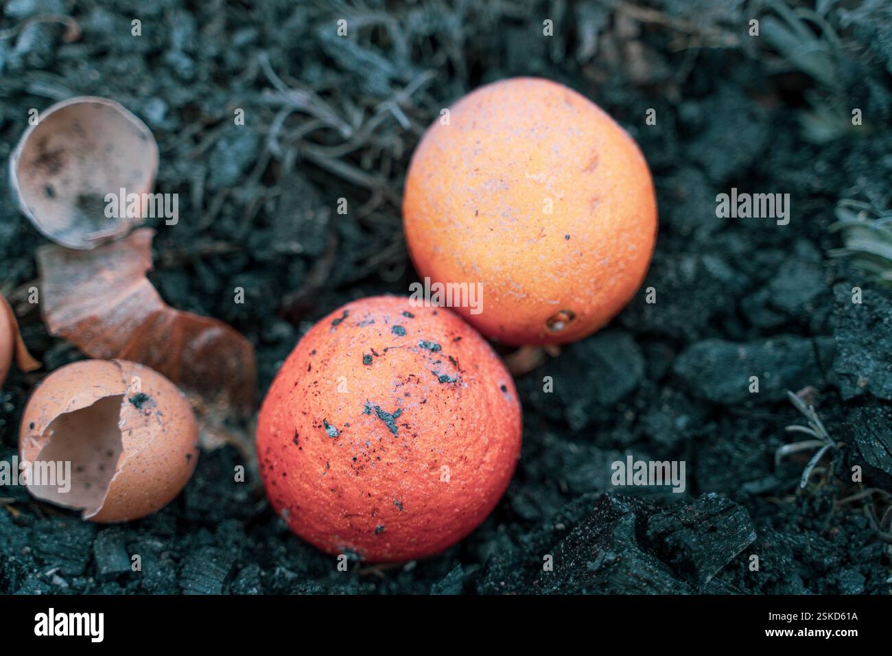 Komposthaufen in einem Vorstadtgebiet mit Lebensmittelabfällen und anderen organischen Stoffen. Organischer Dünger mit eigenen Händen herstellen. Stockfoto