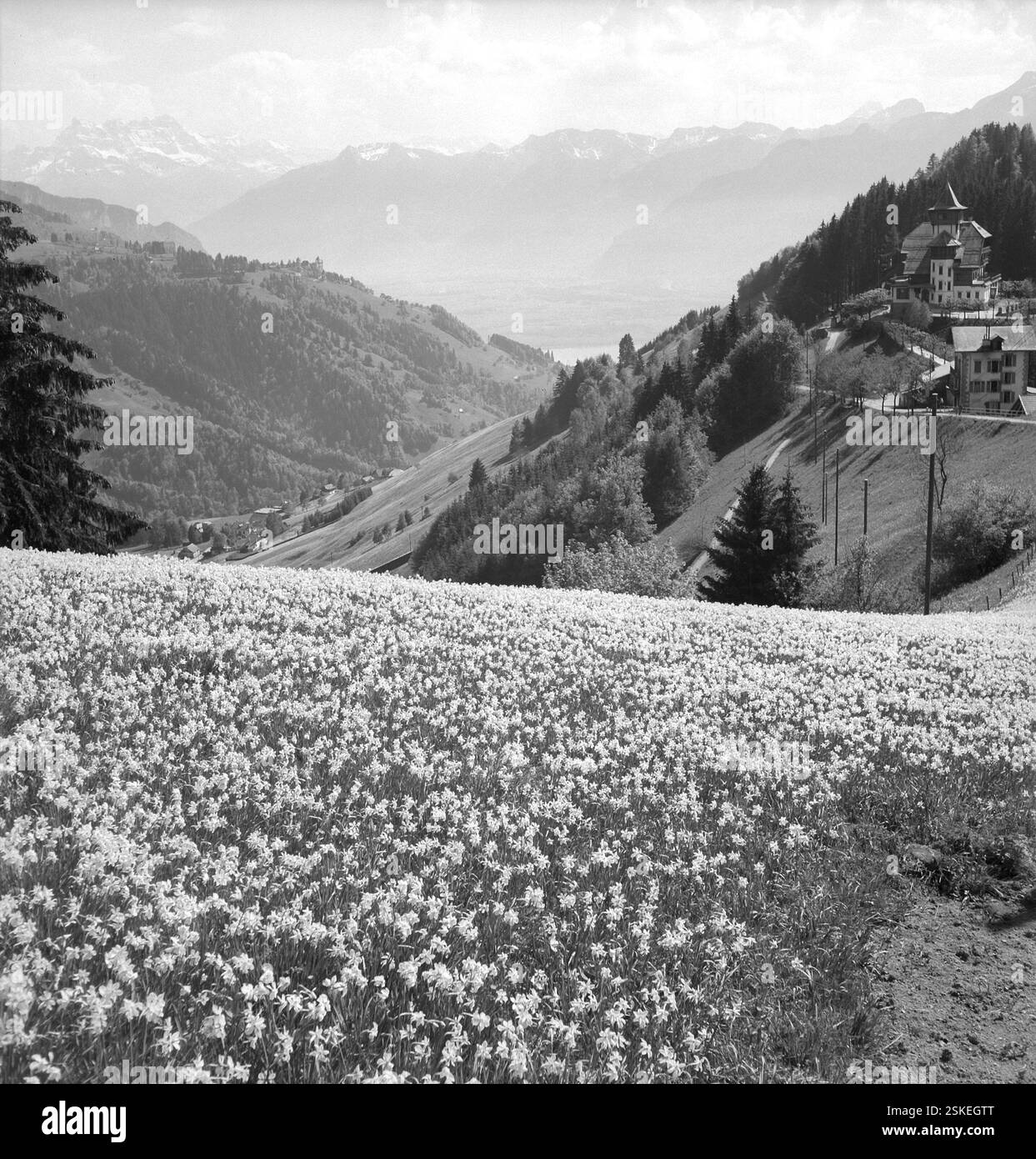 --- Wild wachsende Montreux-Narzissen in Les Avants, um 1955#Wild Montreux narcissus in Les Avants, um 1955- RDB VON DUKAS Stockfoto