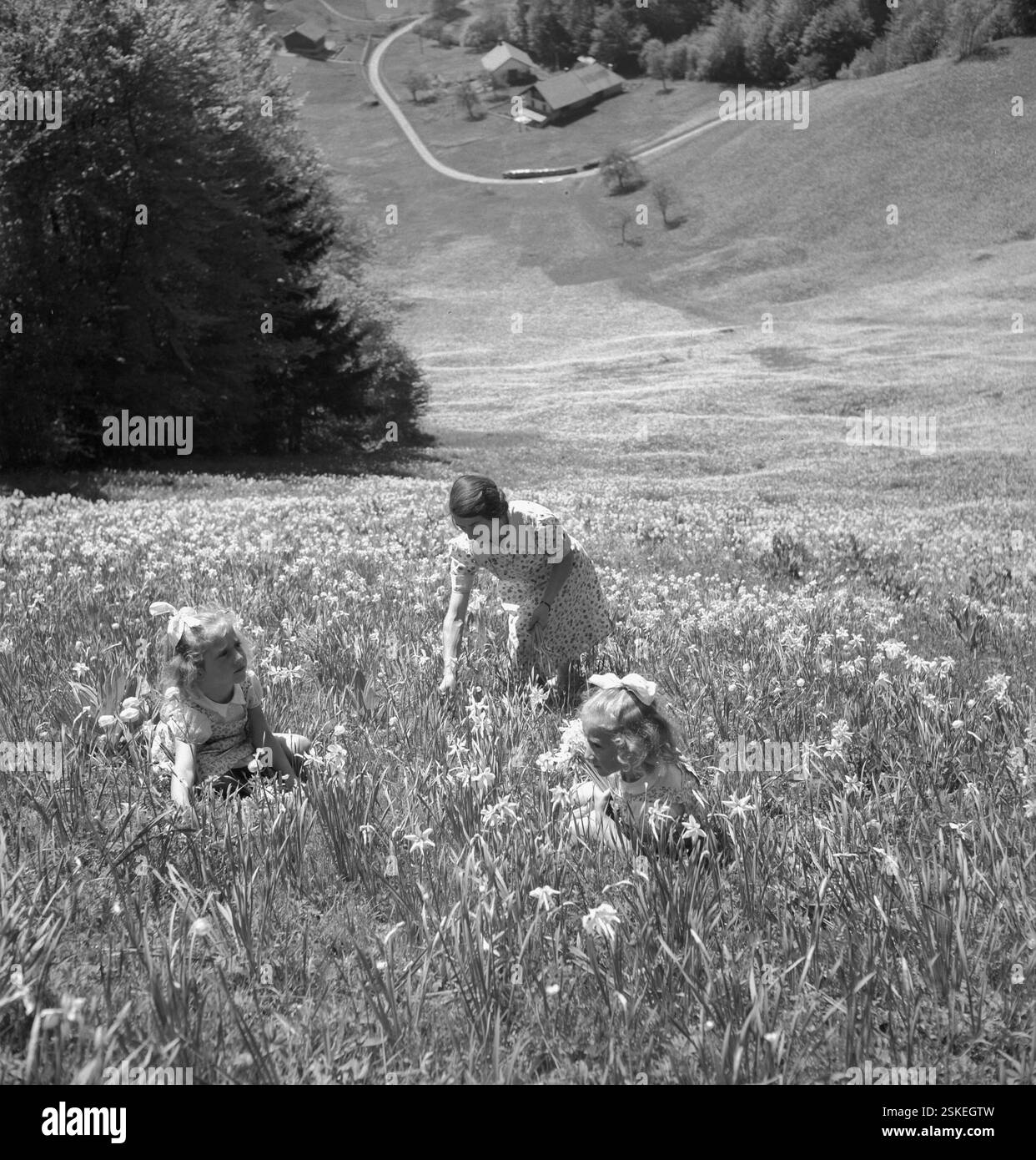 --- Frau und Mädchen pflücken wild wachsende Montreux-Narzissen in Les Avants, um 1955#Frau und Mädchen pflücken wild wachsende Montreux-Narzissen in Les Avants, um 1955- RDB VON DUKAS Stockfoto