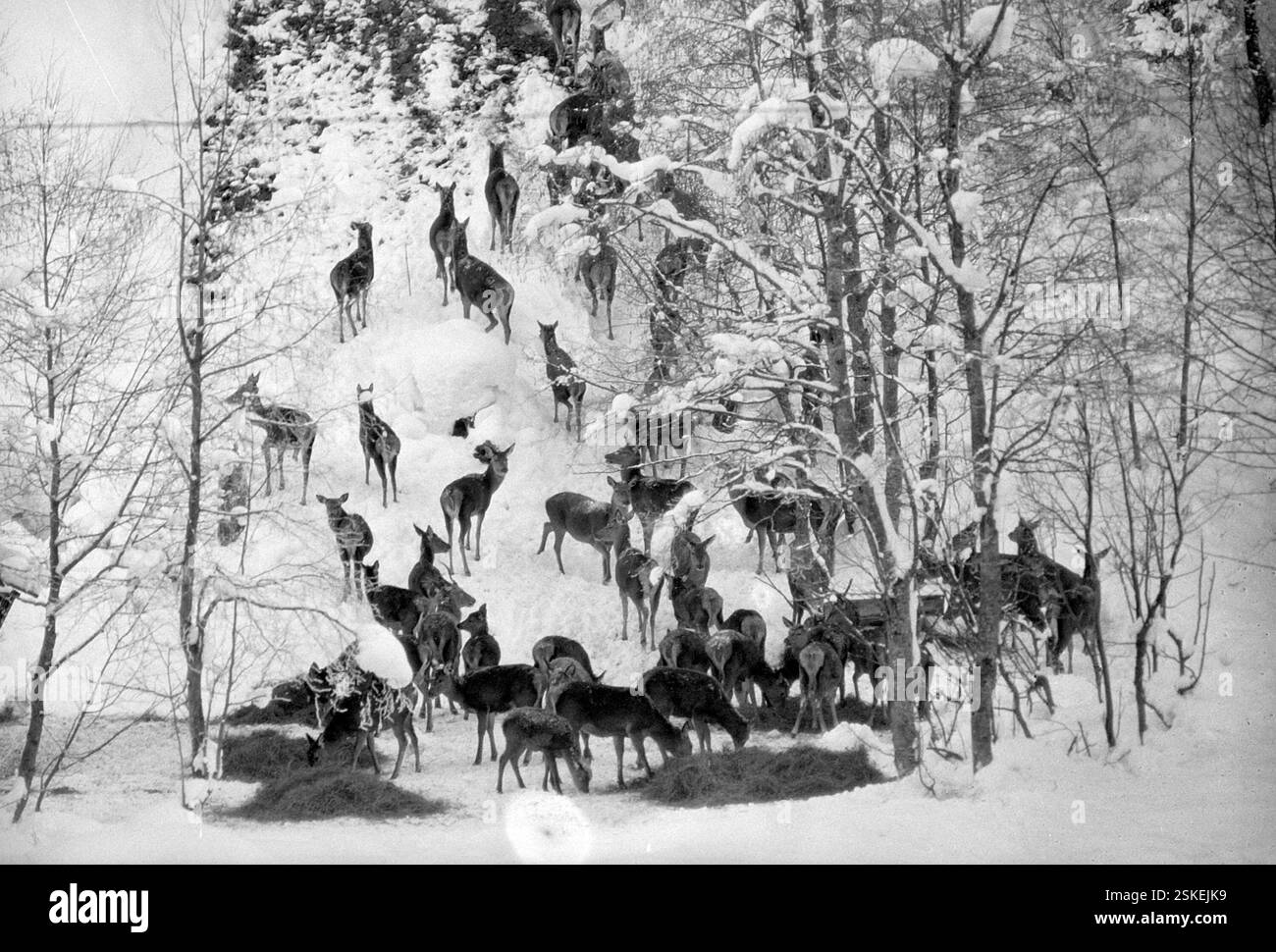 --- Hilfe im kargen Winter: Futterplatz für Rehe im Vorarlberg, 1965#Futterplatz für Rehe im schweren Winter, 1965- RDB VON DUKAS Stockfoto