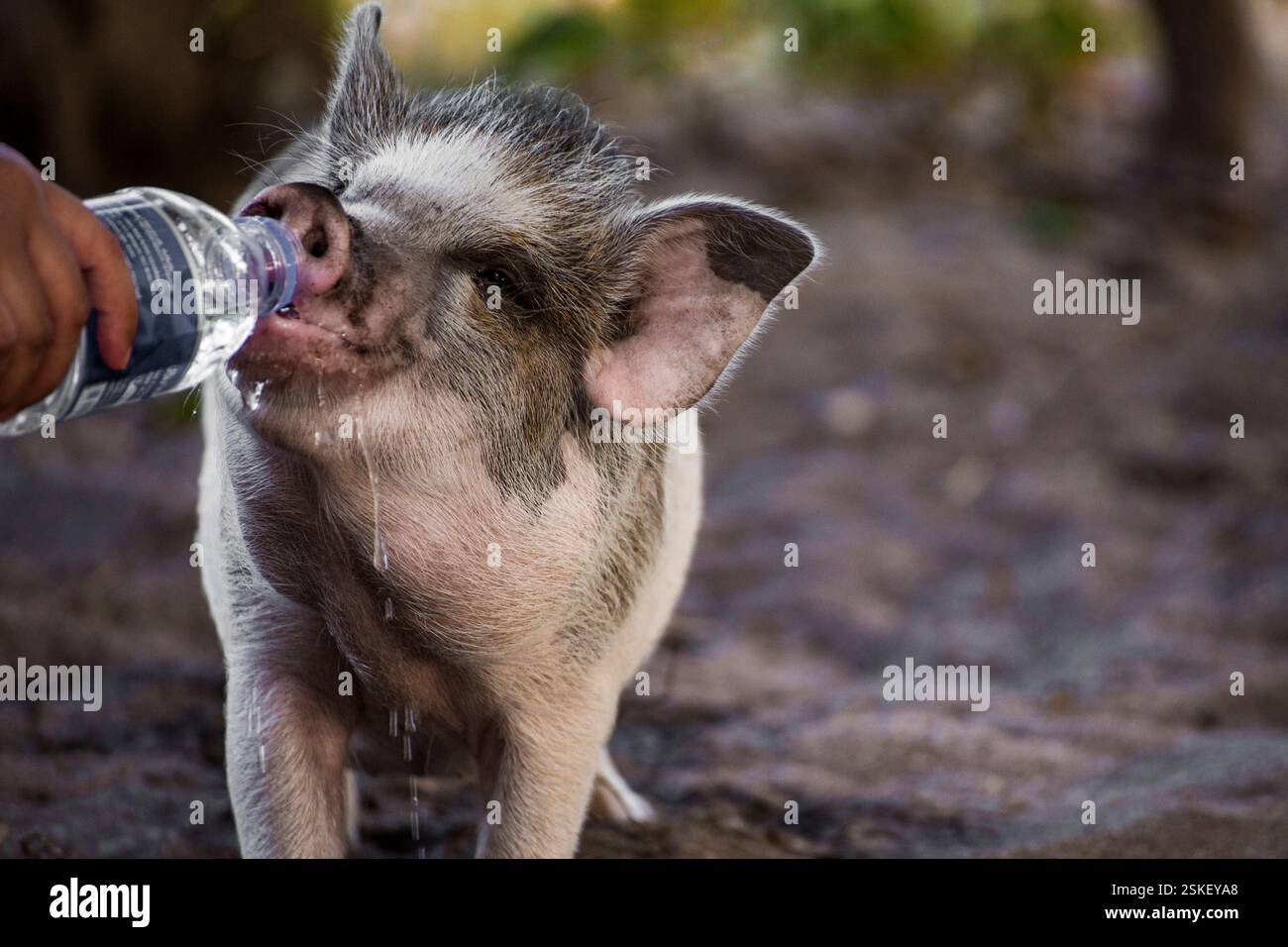 Ein Babyschwein trinkt in einer Flasche Wasser auf der Schweineinsel. Stockfoto
