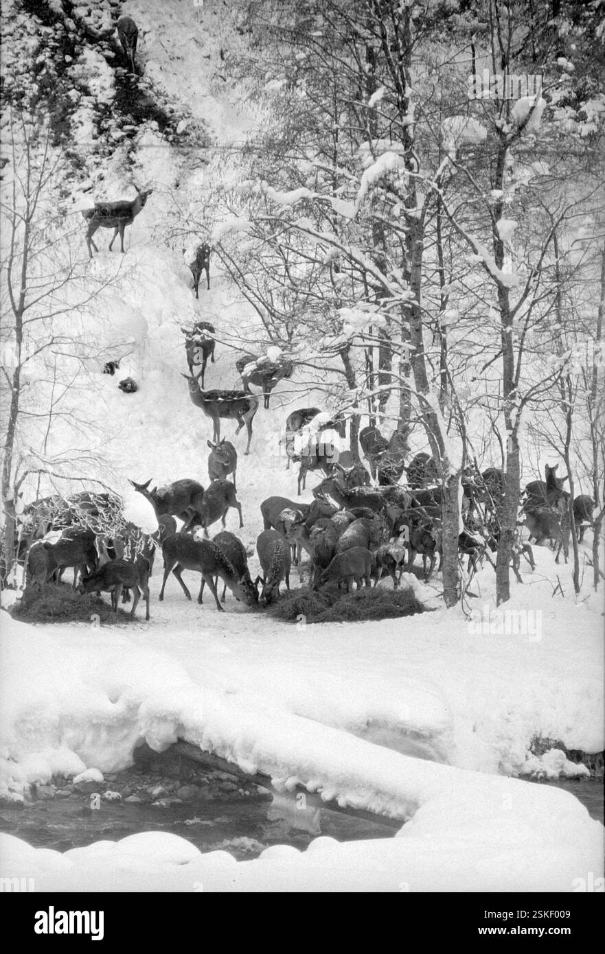 --- Hilfe im kargen Winter: Futterplatz für Rehe im Vorarlberg, 1965#Futterplatz für Rehe im schweren Winter, 1965- RDB VON DUKAS Stockfoto