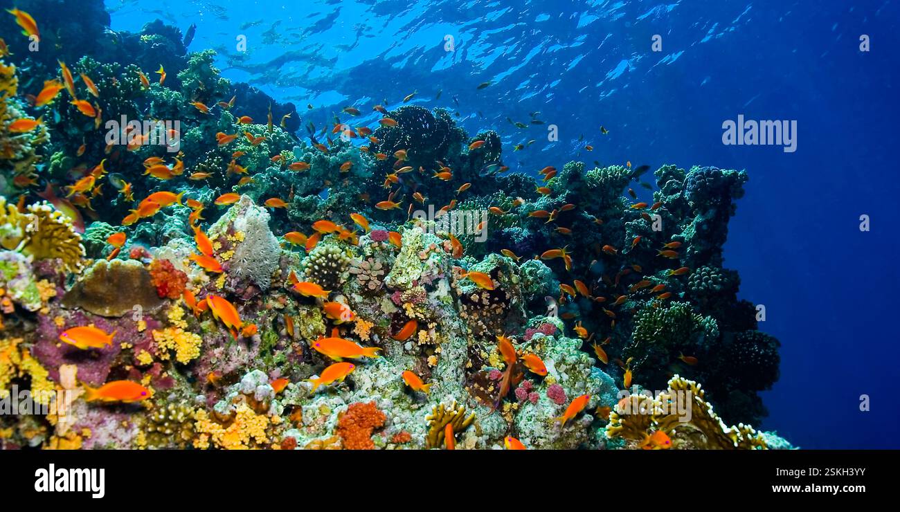 Unterwasserlandschaft, Riffbau Korallen, Korallenriff, Rotes Meer, Ägypten, Afrika Stockfoto