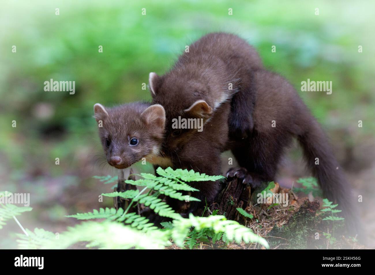 Europäische Kiefernmarder ernähren sich im Sommer in Finnland im Wald Stockfoto