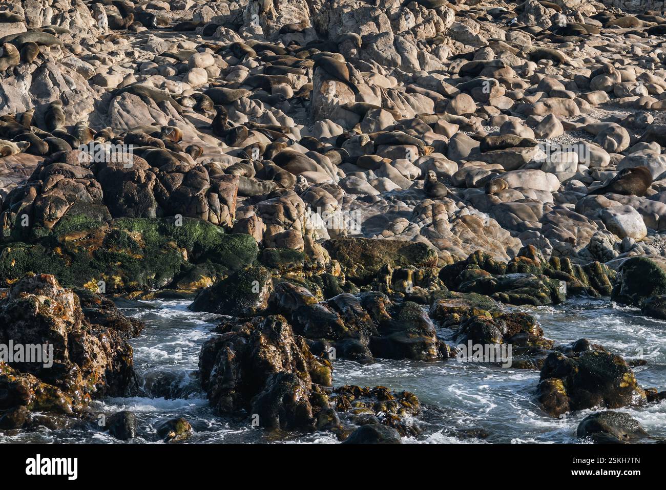 Kolonie der Kappelzrobben ruhen auf den Felsen der Atlantikküste in Südafrika Stockfoto