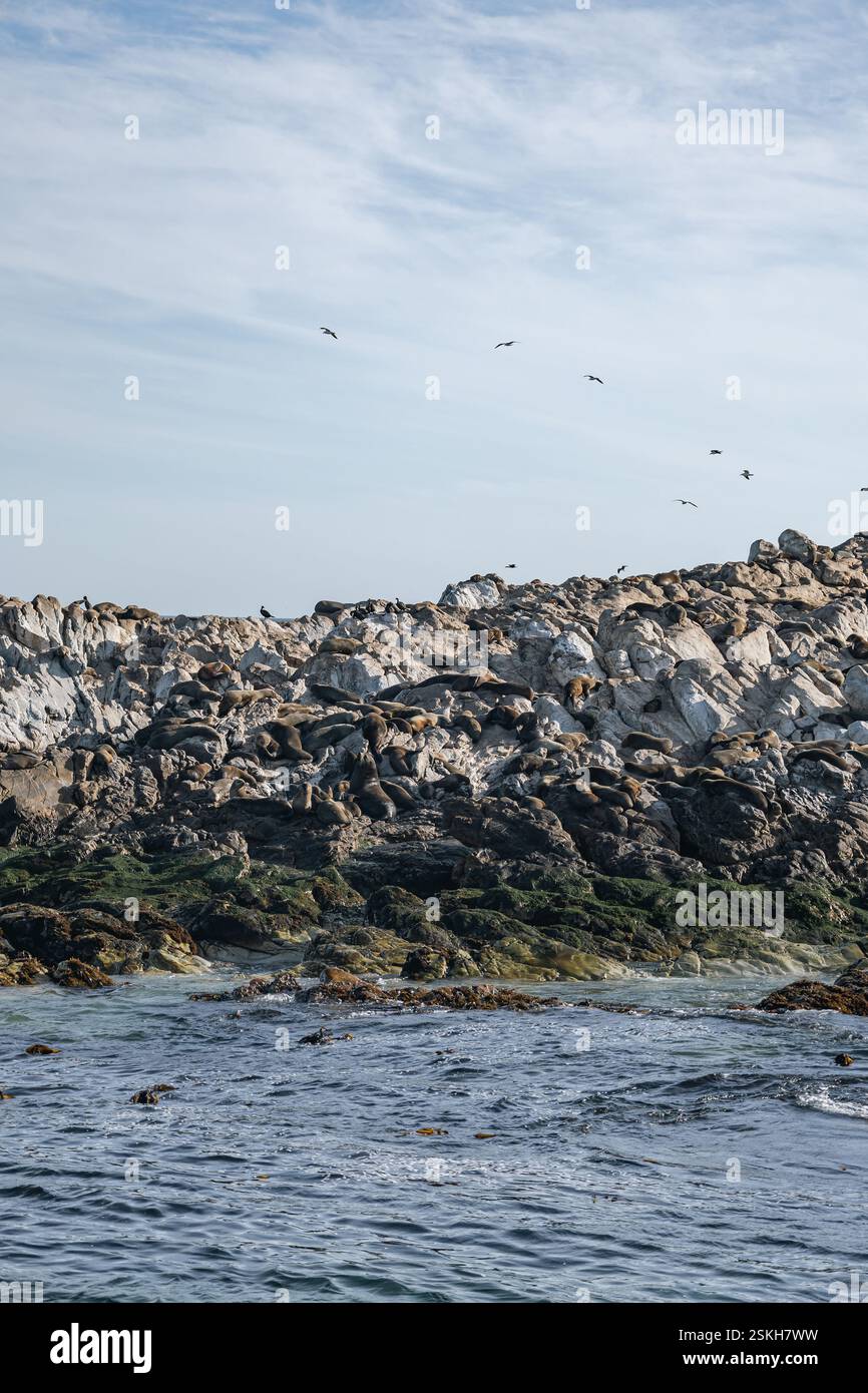 Kolonie der Kappelzrobben ruhen auf den Felsen der Atlantikküste in Südafrika Stockfoto