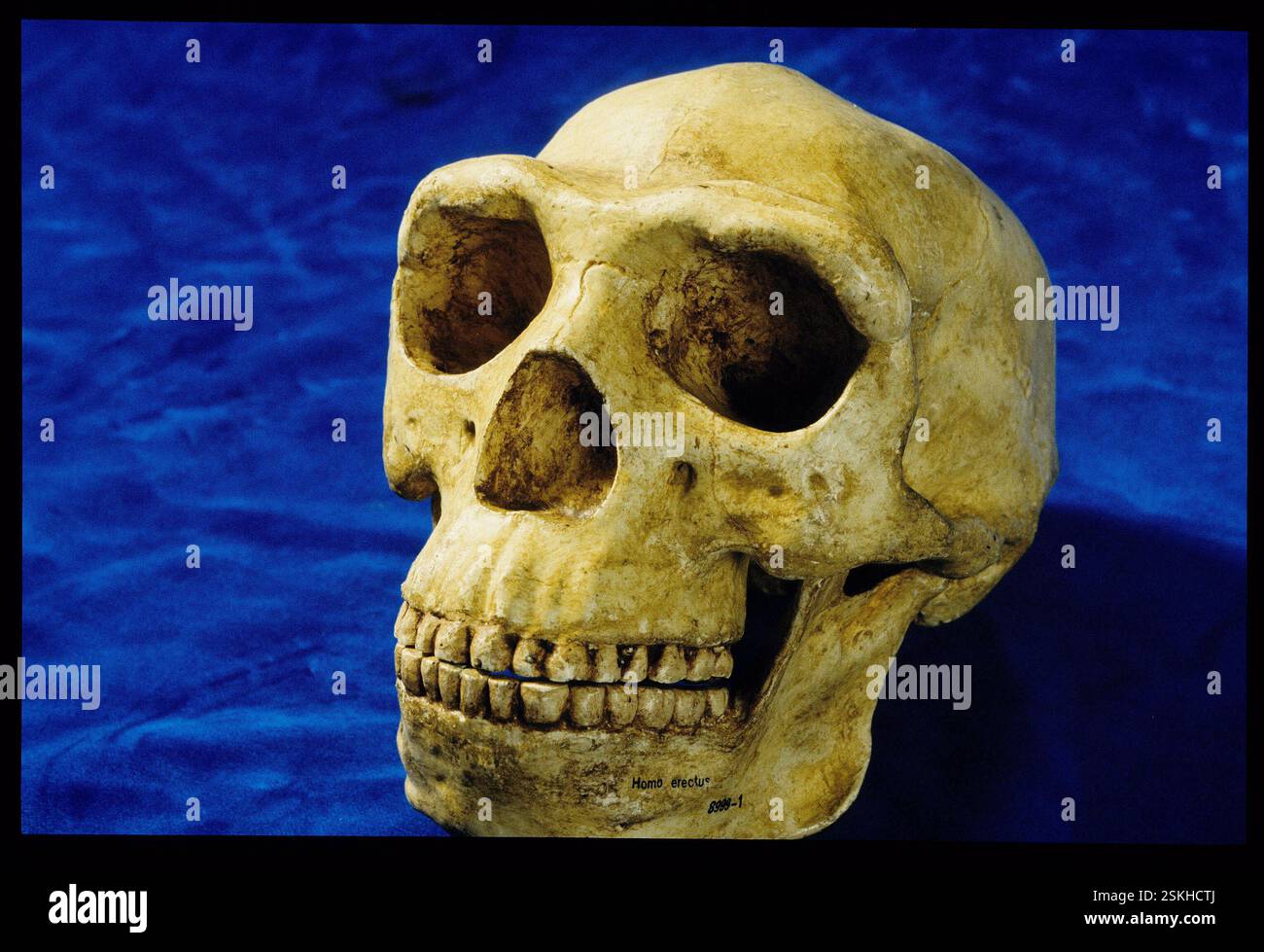 --- Schädel des Homo erectus, Nationalmuseum Kenia 1984#Schädel des Homo erectus, Nationalmuseum Kenia 1984 Stockfoto