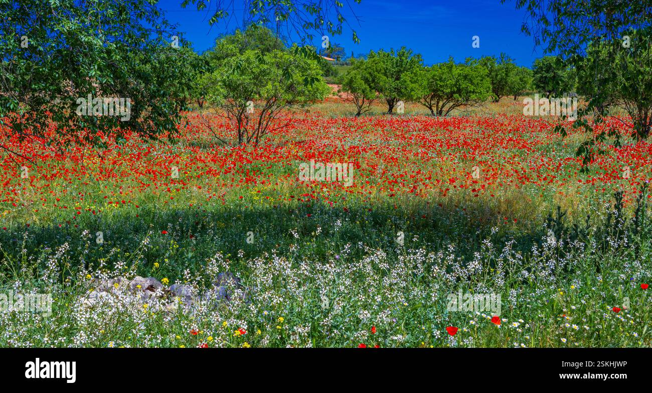 Mohngrün Wildblume Natur Hintergrund Design Stockfoto