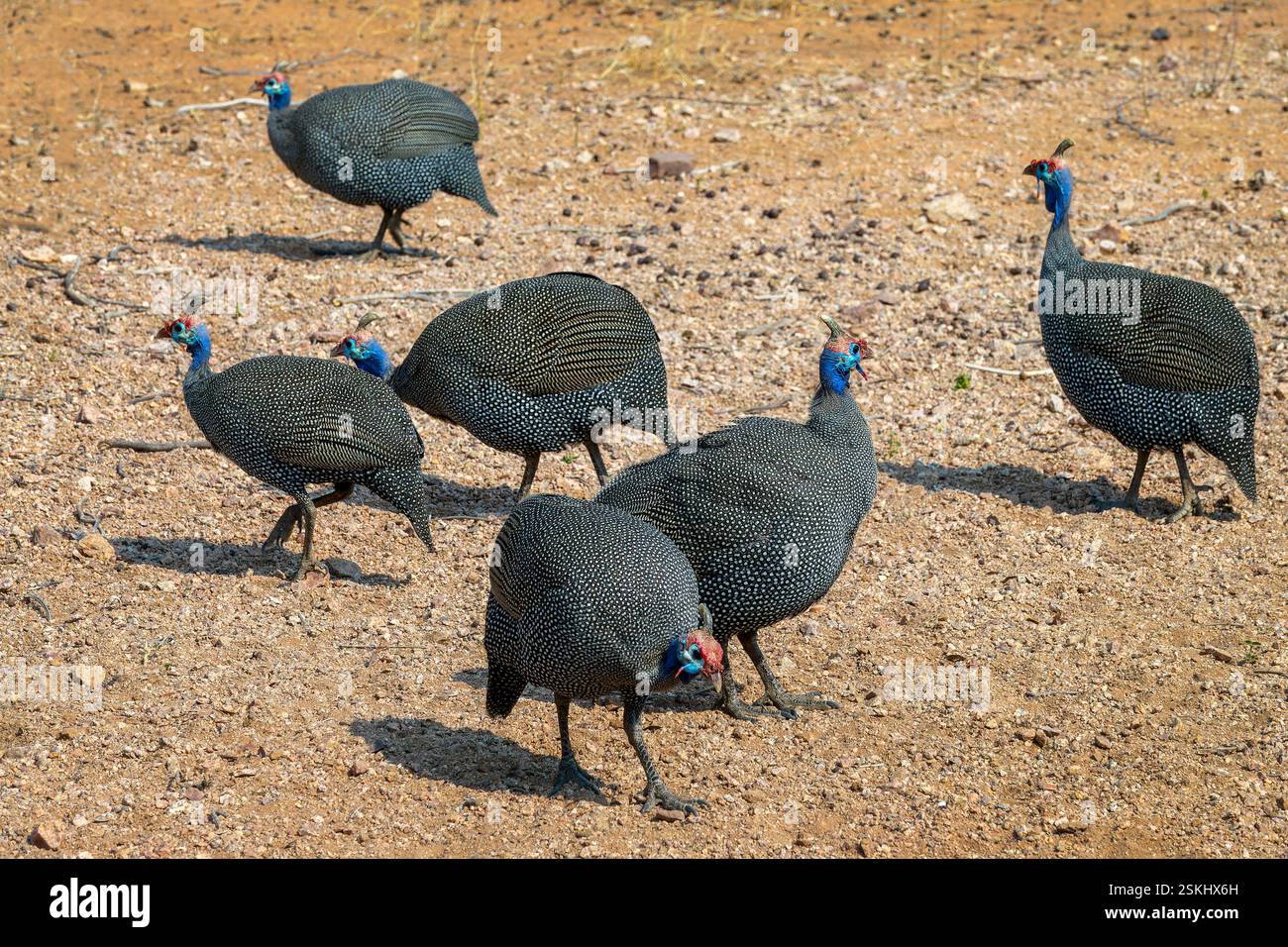 Nahaufnahme von wilden Guineafowulen mit Helm in Namibia, Afrika Stockfoto